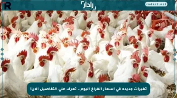 تغيرات جديدة في أسعار الفراخ اليوم.. تعرف على التفاصيل الآن!